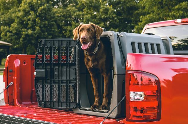 Hund in Transportbox auf Pick-up-Ladefläche